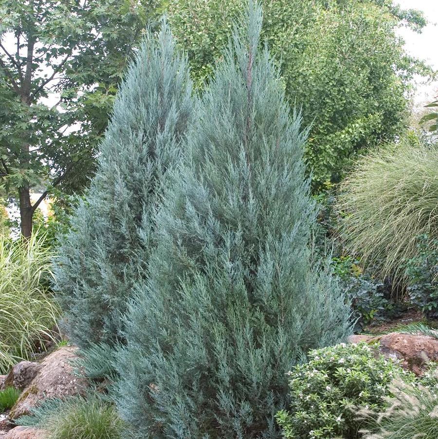 Juniperus Scopulorum 'moonglow' - View 24 from www redcrocus com