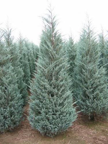 Juniperus Scopulorum 'moonglow' - View 30 from www redcrocus com