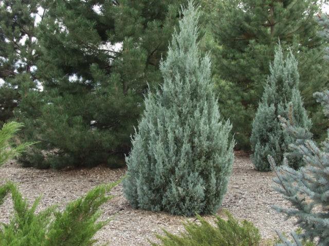 Juniperus Scopulorum 'moonglow' - View 33 from www redcrocus com