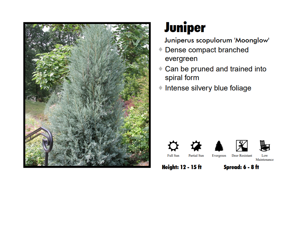 Juniperus Scopulorum 'moonglow' - View 37 from www redcrocus com