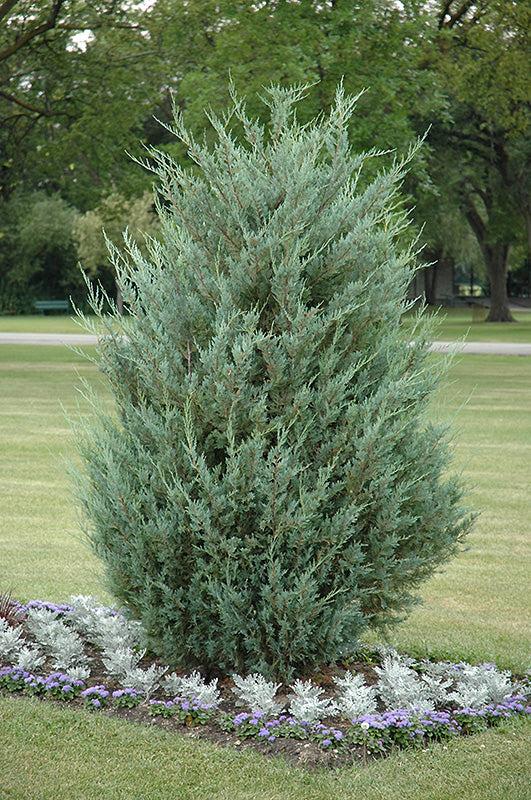 Juniperus Scopulorum 'moonglow' - View 39 from www redcrocus com