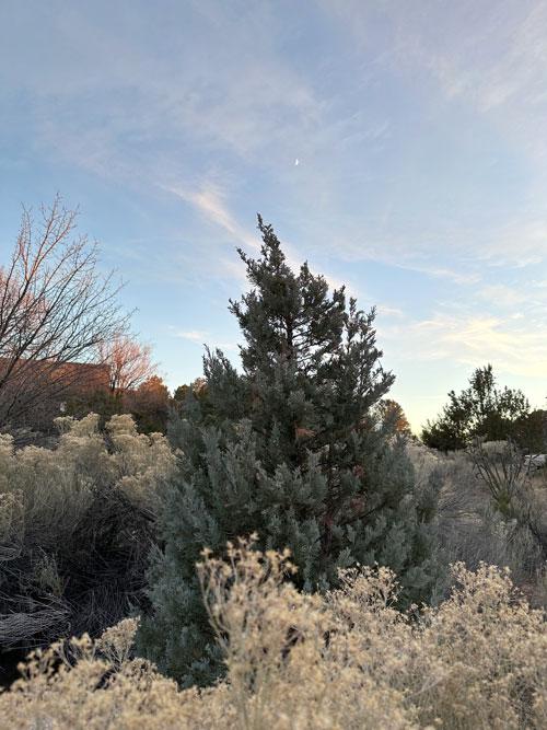 Juniperus Scopulorum 'moonglow' - View 4 from www redcrocus com
