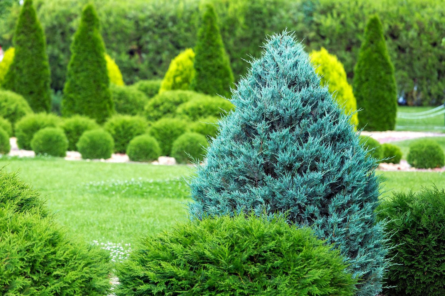 Juniperus Scopulorum 'moonglow' - View 7 from www redcrocus com