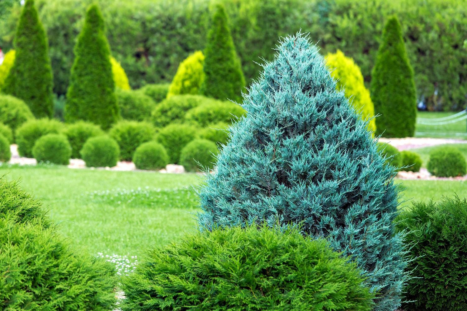 Juniperus Scopulorum 'moonglow' - View 7 from www redcrocus com