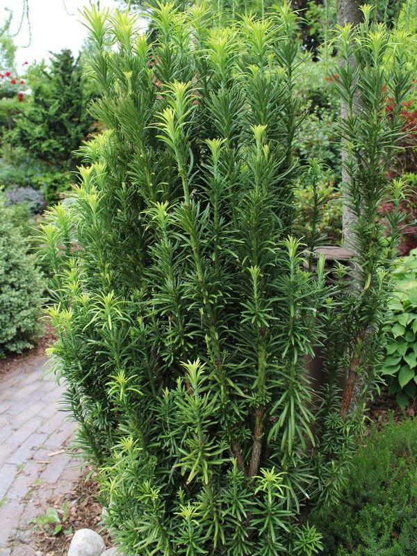 Cephalotaxus Harringtonia Fastigiata - View 11 from www redcrocus com