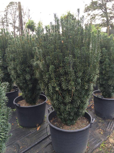 Cephalotaxus Harringtonia Fastigiata - View 15 from www redcrocus com
