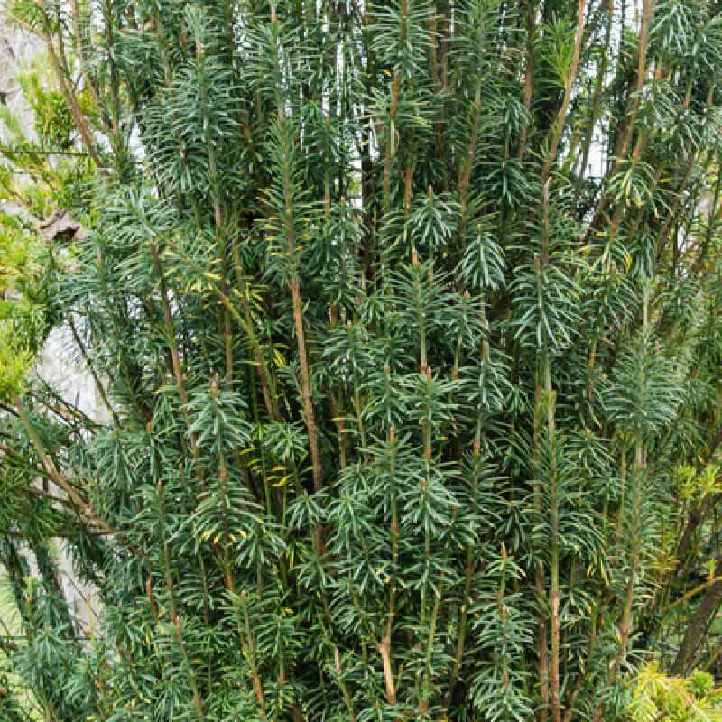 Cephalotaxus Harringtonia Fastigiata - View 17 from www redcrocus com