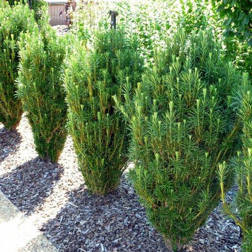 Cephalotaxus Harringtonia Fastigiata - View 1 from www redcrocus com