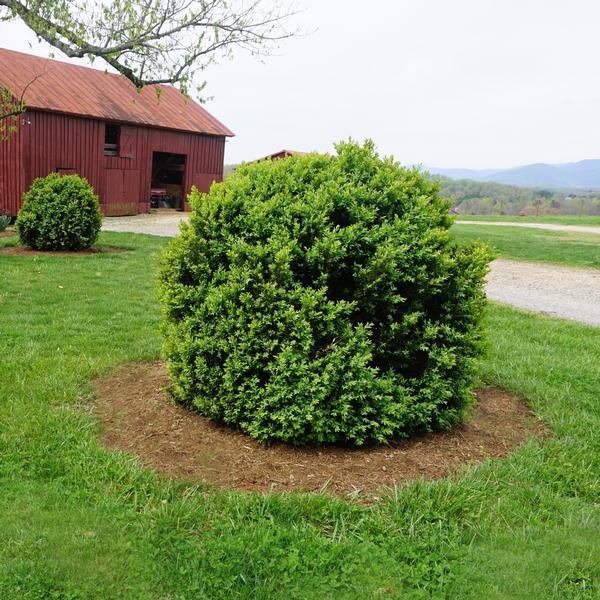 Buxus Sempervirens - View 10 from www redcrocus com