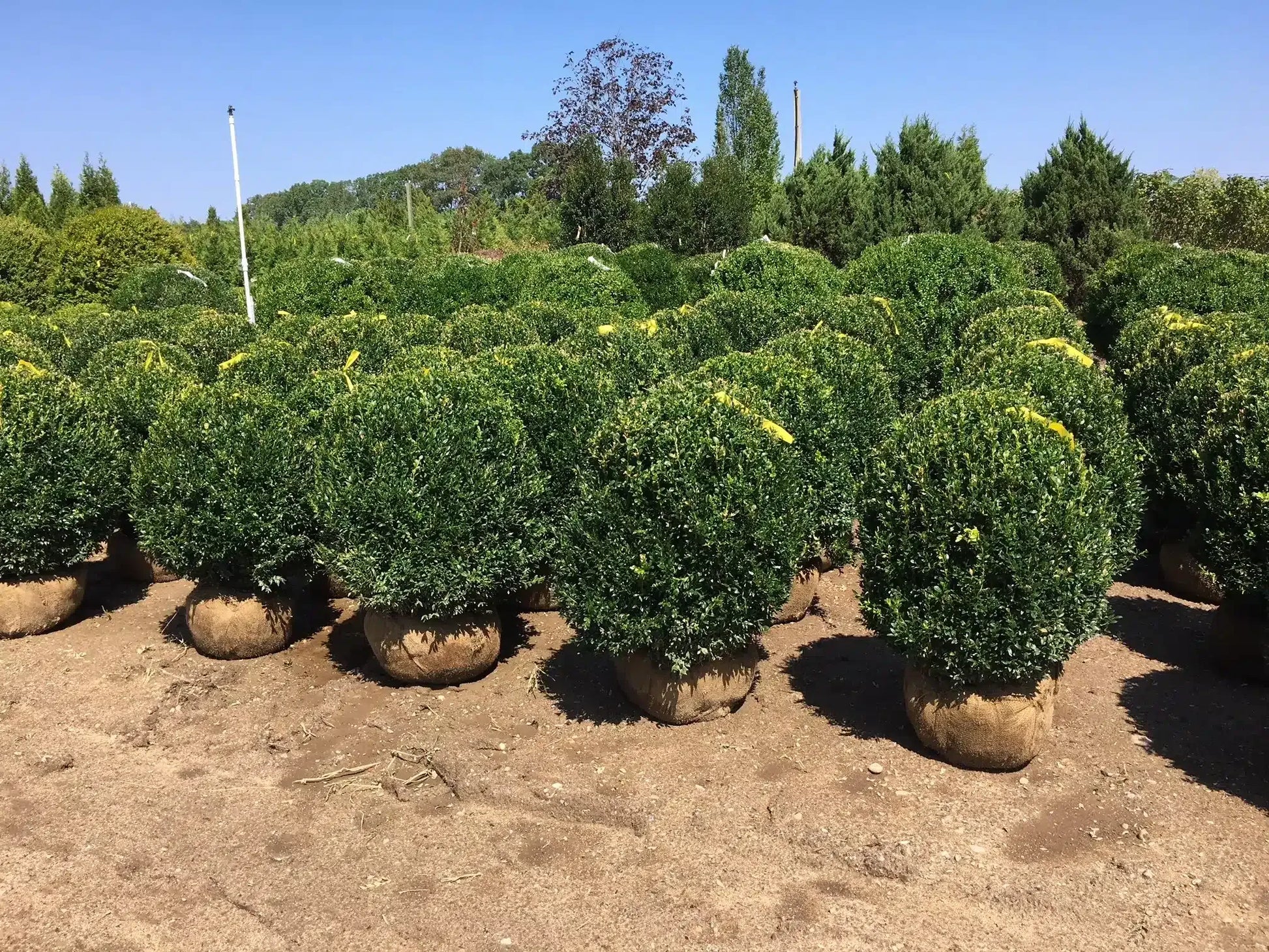Buxus Sempervirens - View 13 from www redcrocus com