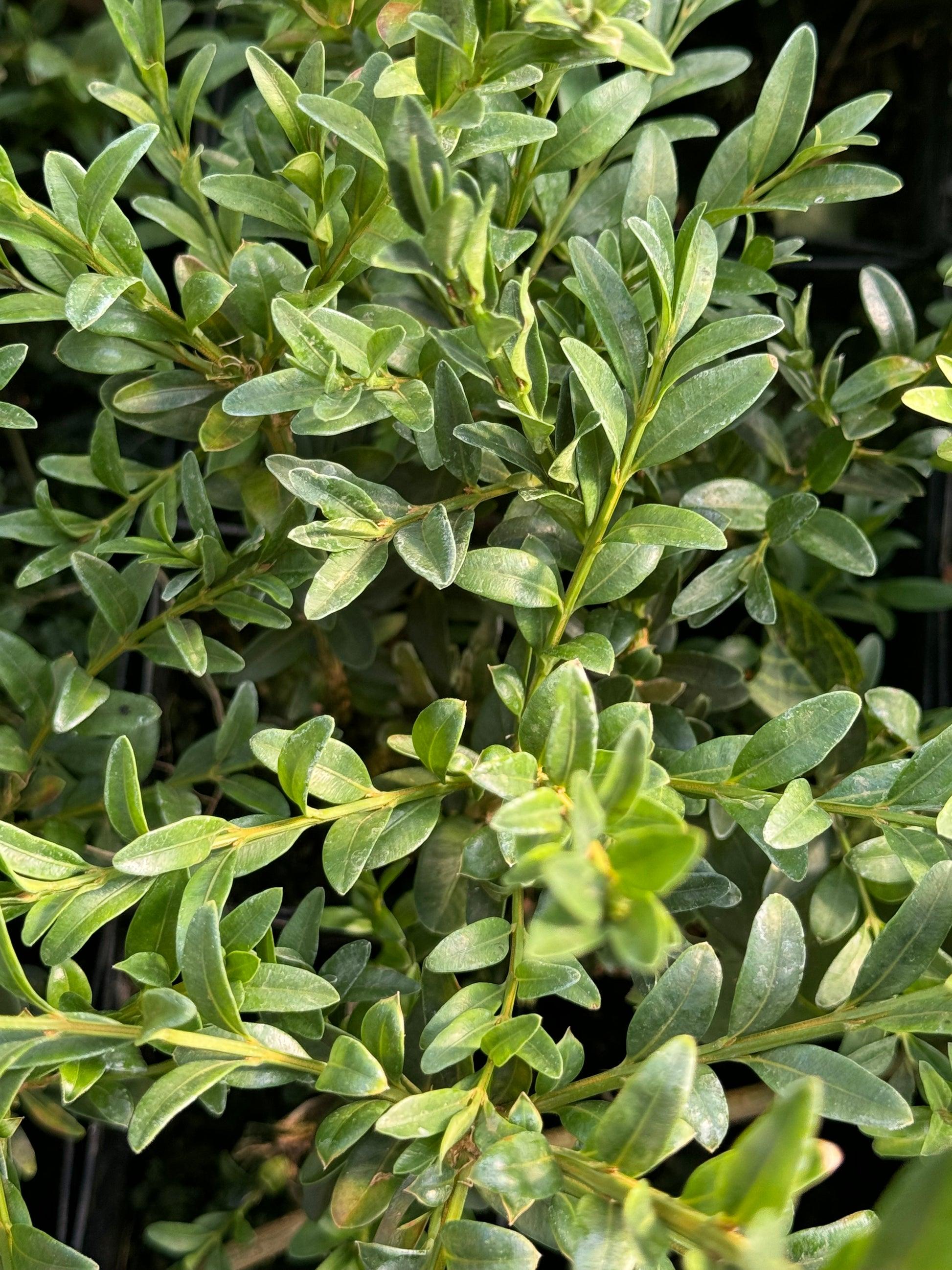 Buxus Sempervirens - View 9 from www redcrocus com