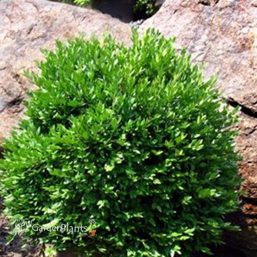 Buxus Microphylla Green Velvet - View 15 from www redcrocus com
