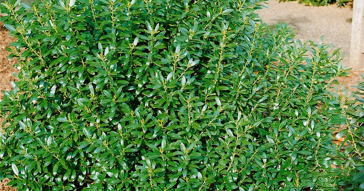 Ilex Glabra Shamrock - View 10 from www redcrocus com