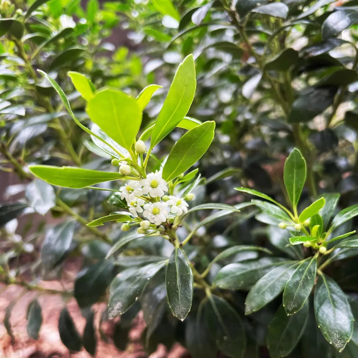 Ilex Glabra Shamrock - View 13 from www redcrocus com