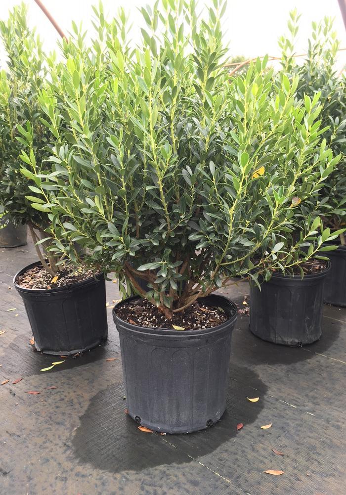 Ilex Glabra Shamrock - View 13 from www redcrocus com