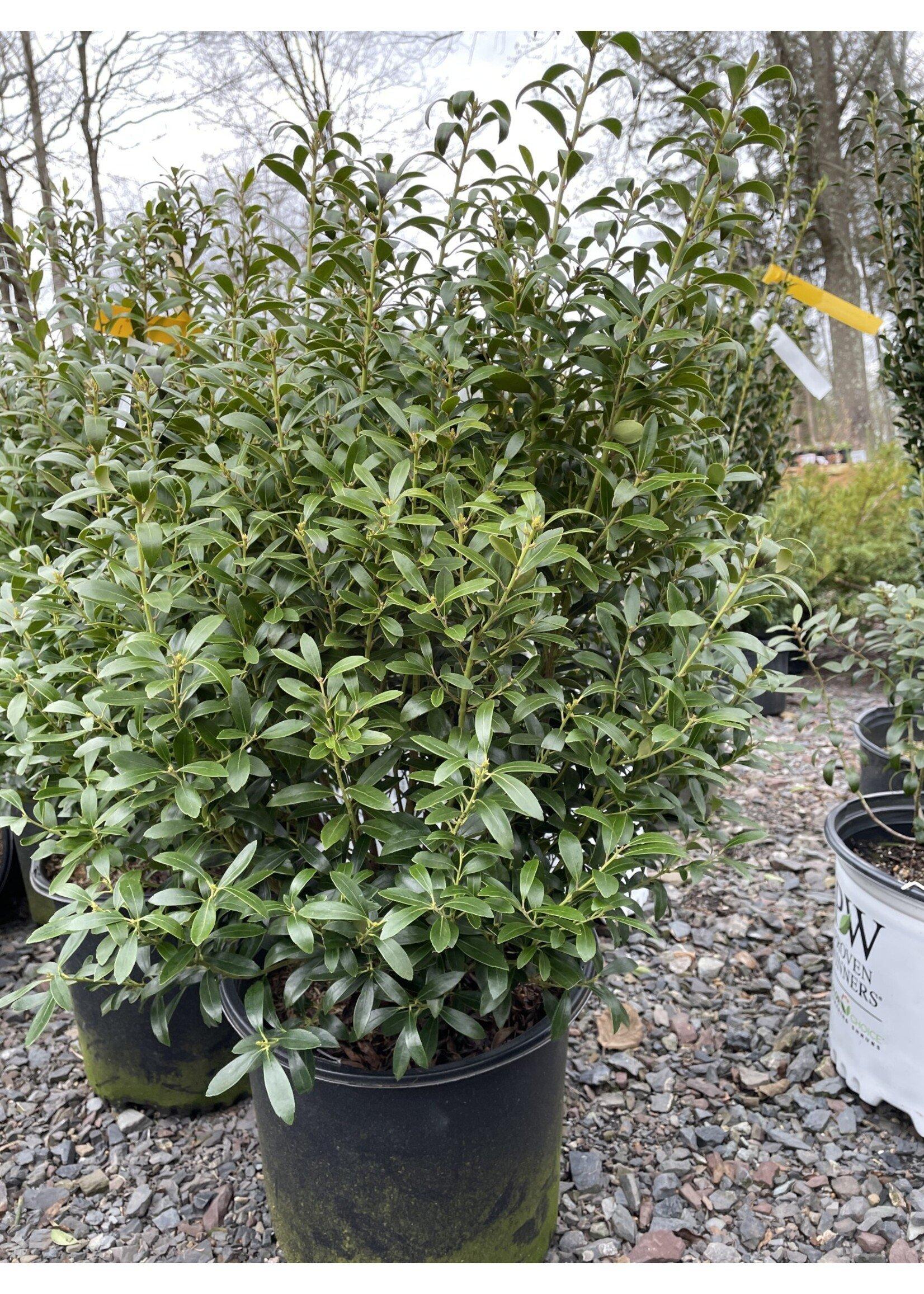 Ilex Glabra Shamrock - View 14 from www redcrocus com