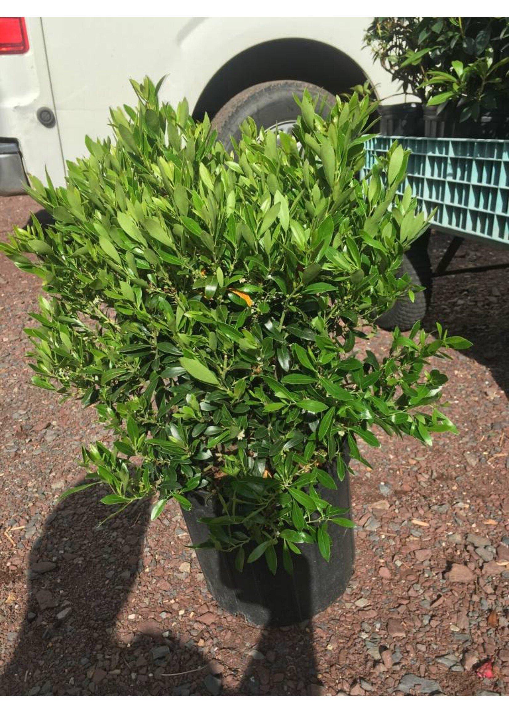 Ilex Glabra Shamrock - View 15 from www redcrocus com