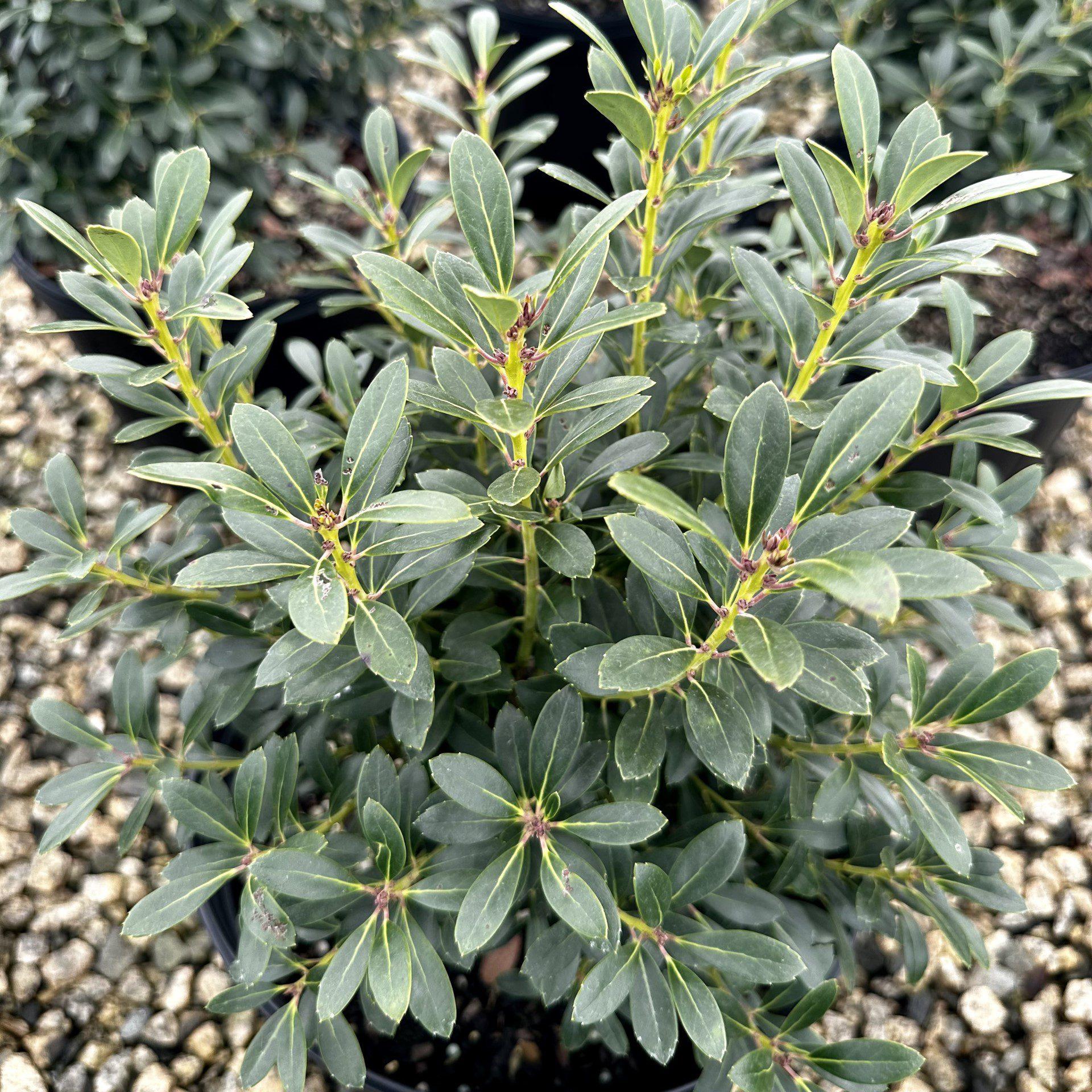 Ilex Glabra Shamrock - View 16 from www redcrocus com