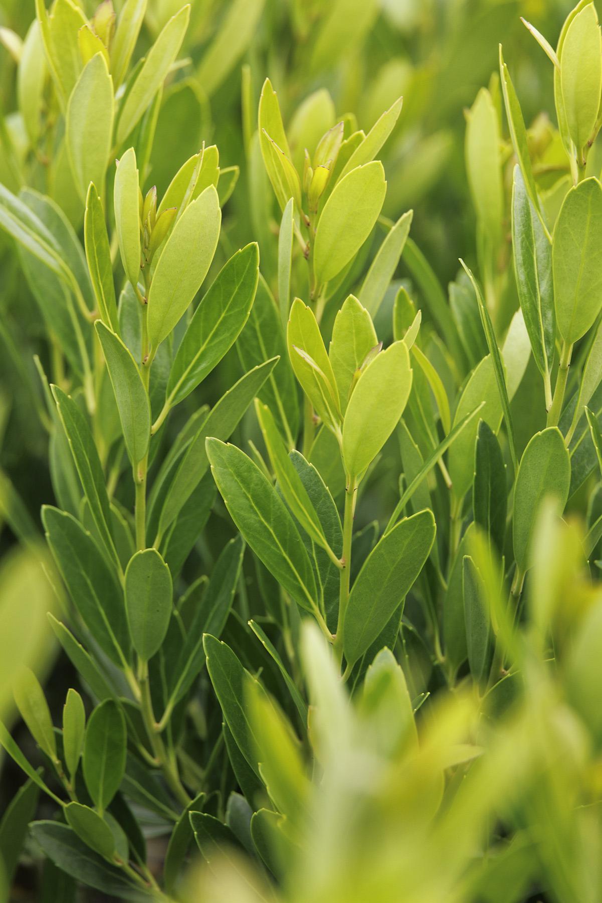 Ilex Glabra Shamrock - View 17 from www redcrocus com