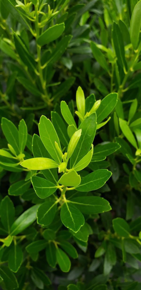 Ilex Glabra Shamrock - View 18 from www redcrocus com