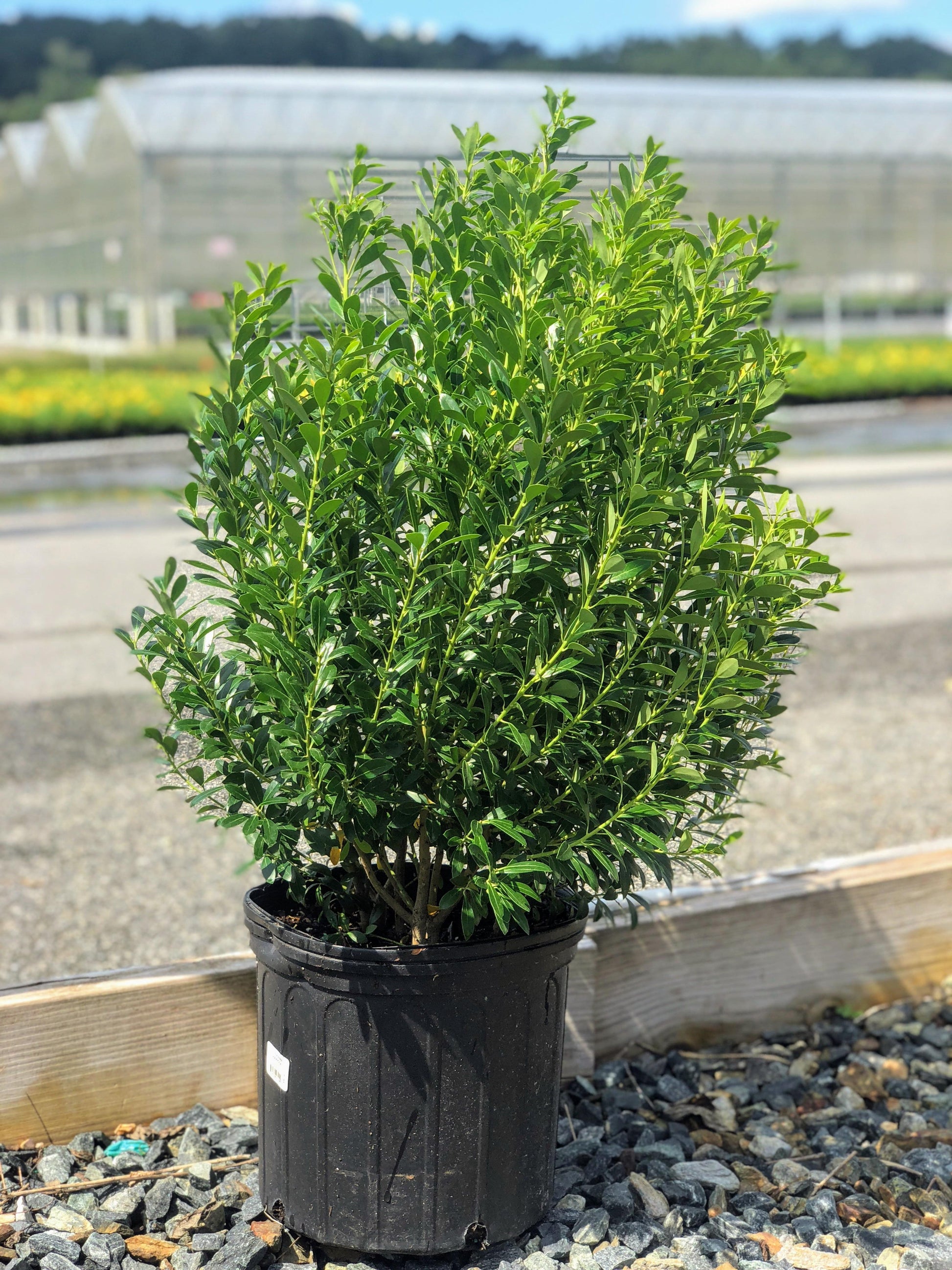 Ilex Glabra Shamrock - View 4 from www redcrocus com