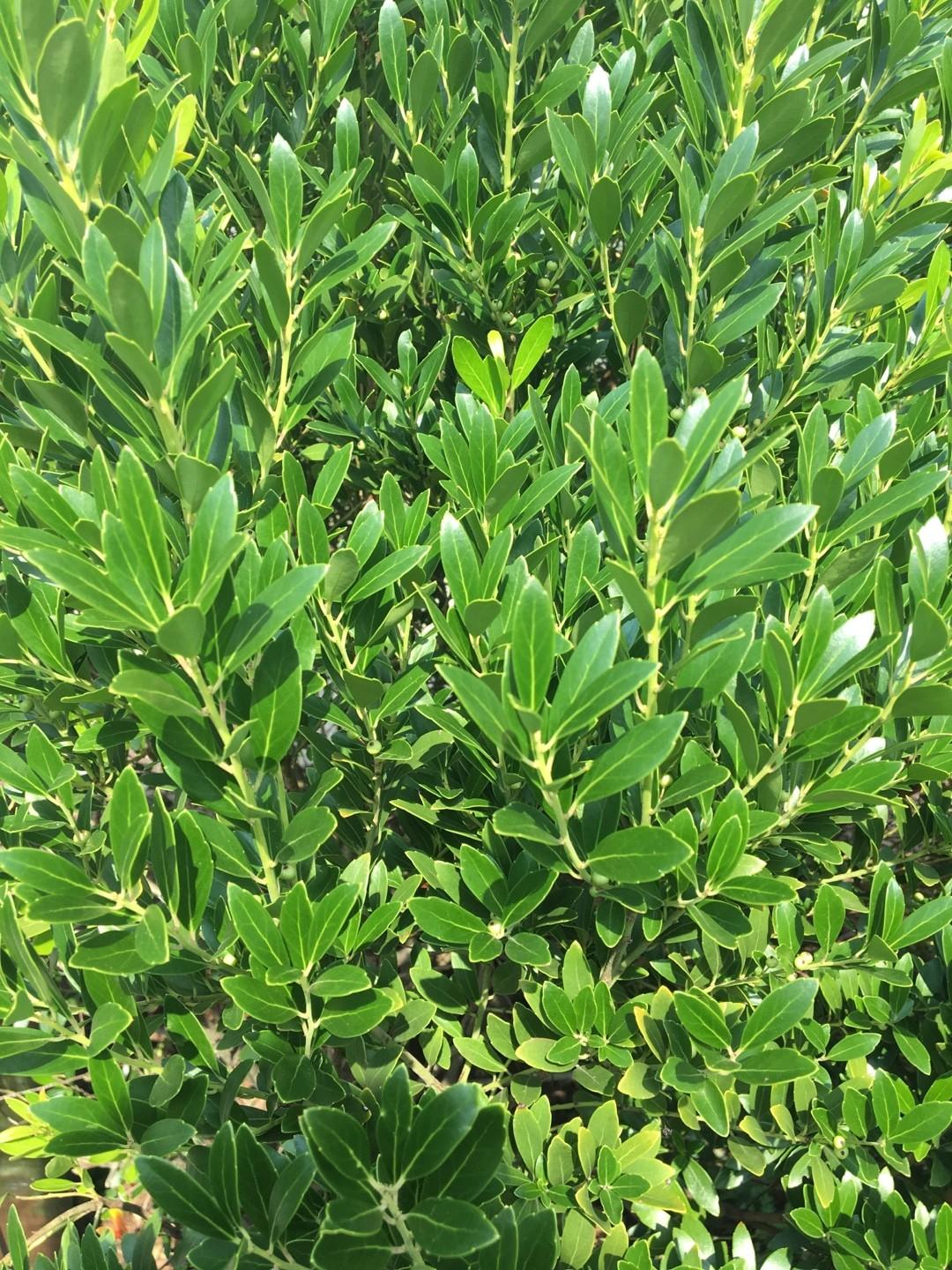 Ilex Glabra Shamrock - View 5 from www redcrocus com