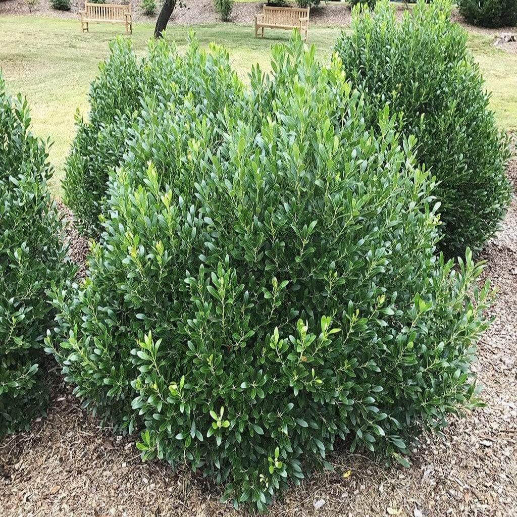Ilex Glabra Shamrock - View 6 from www redcrocus com