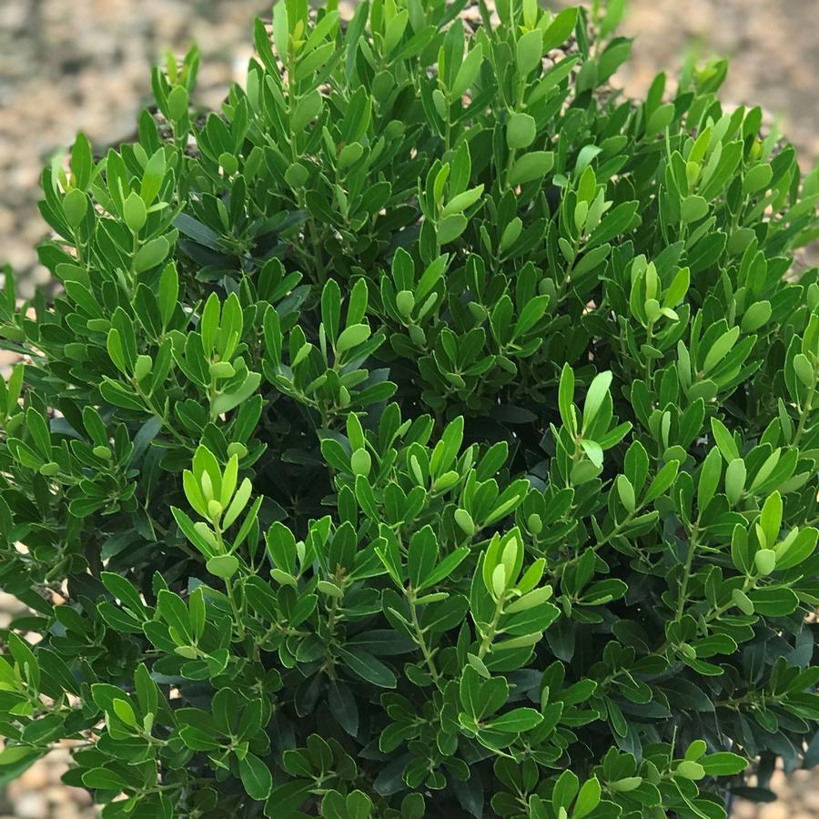 Ilex Glabra Shamrock - View 7 from www redcrocus com