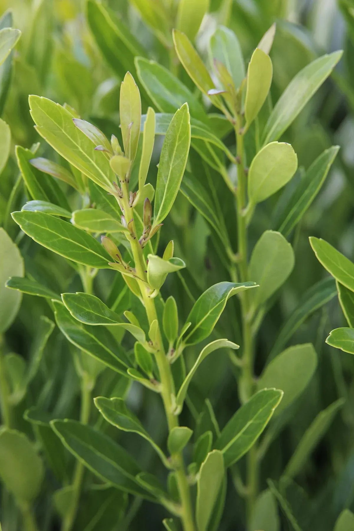 Ilex Glabra Shamrock - View 9 from www redcrocus com