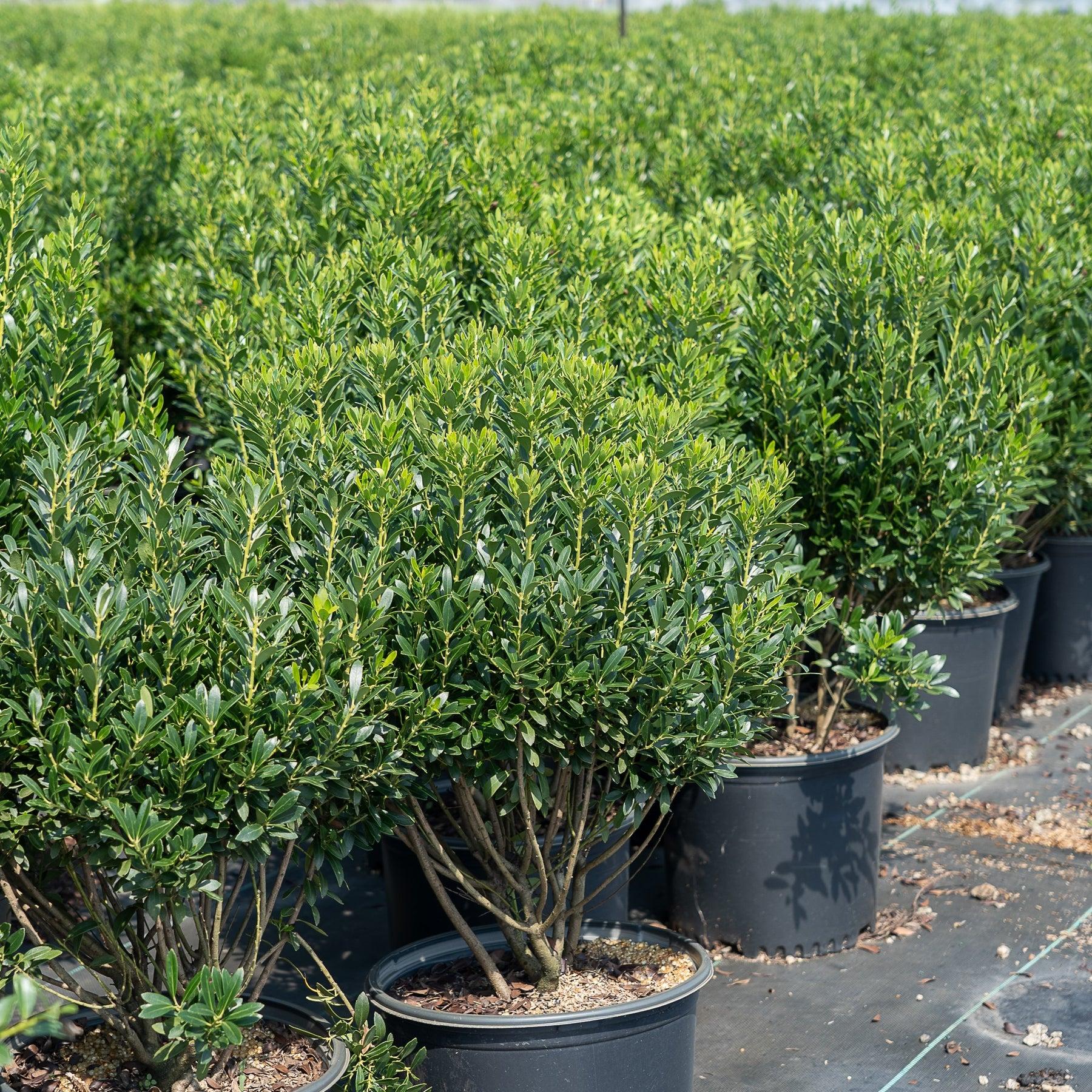 Ilex Glabra Shamrock - View 9 from www redcrocus com