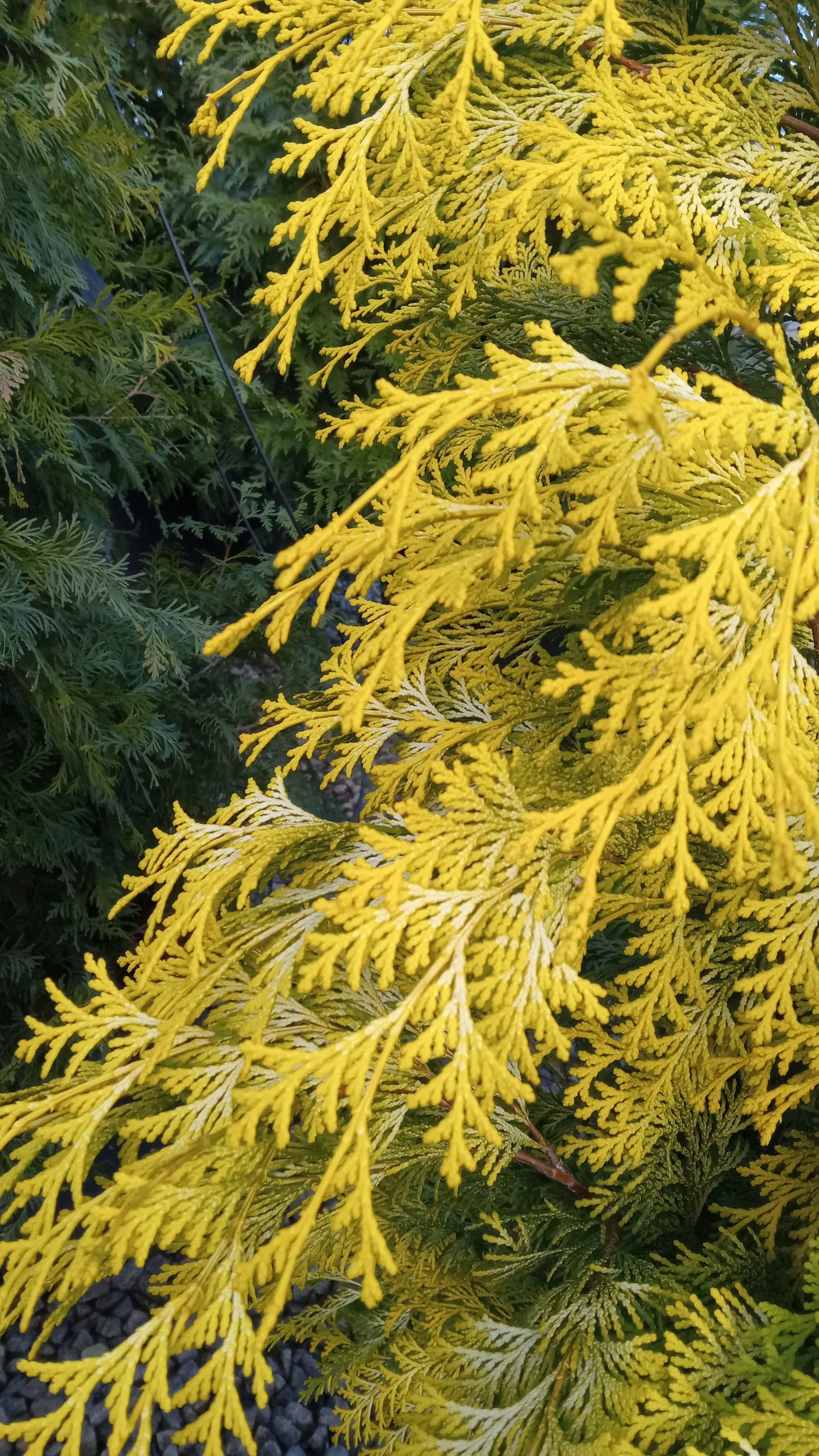 Chamaecyparis Obtusa 'crippsii' - View 14 from www redcrocus com