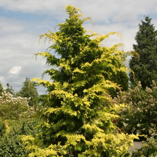 Chamaecyparis Obtusa 'crippsii' - View 1 from www redcrocus com