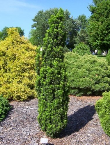 Taxus Media Flushing - View 12 from www redcrocus com