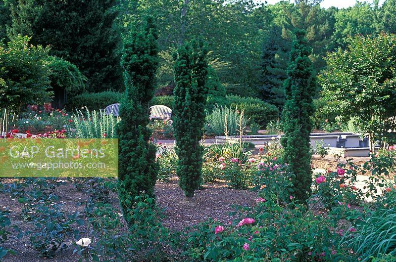 Taxus Media Flushing - View 16 from www redcrocus com