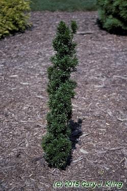 Taxus Media Flushing - View 1 from www redcrocus com