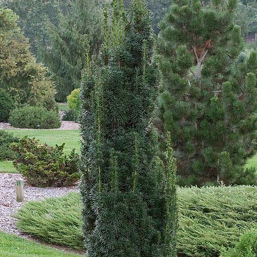 Taxus Media Flushing - View 2 from www redcrocus com