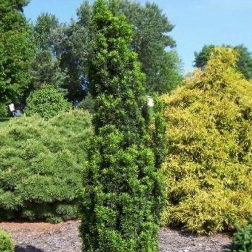 Taxus Media Flushing - View 3 from www redcrocus com
