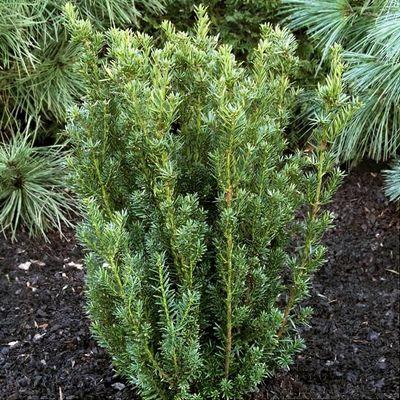 Taxus Media Flushing - View 4 from www redcrocus com