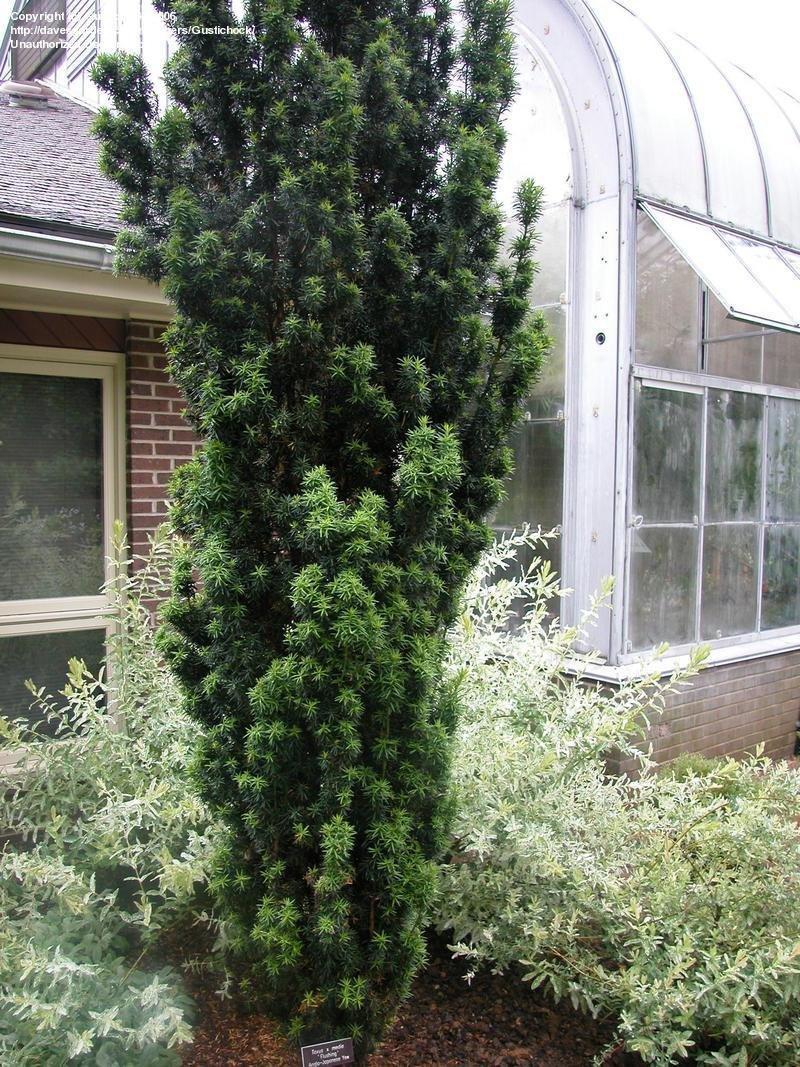 Taxus Media Flushing - View 7 from www redcrocus com