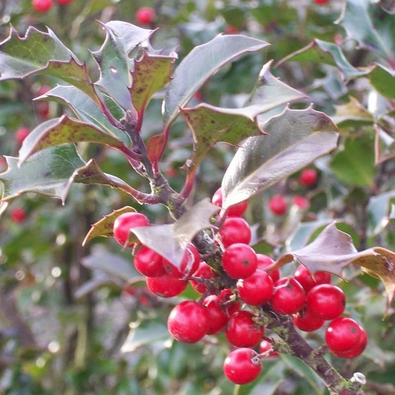 RedCrocus Blue Princess' Meserve Holly Ilex meserveae - Evergreen Shrub, Pet Safe, Container Friendly, Deer Resistant, Full Sun, Compact for Hedges & Landscapes  3.5/4' h B&B