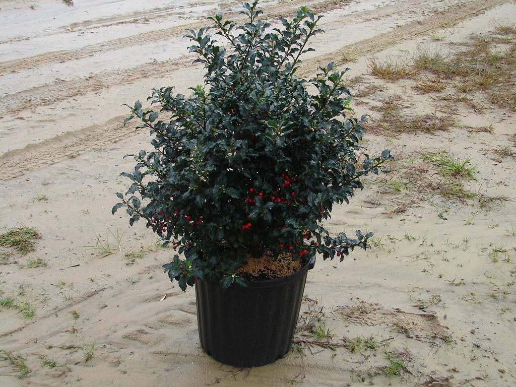 RedCrocus Blue Princess' Meserve Holly Ilex meserveae - Evergreen Shrub, Pet Safe, Container Friendly, Deer Resistant, Full Sun, Compact for Hedges & Landscapes  3.5/4' h B&B