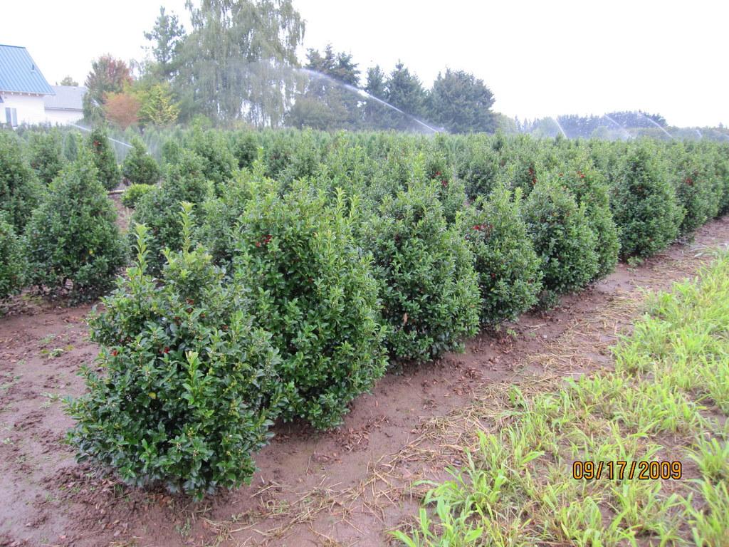 RedCrocus Blue Princess' Meserve Holly Ilex meserveae - Evergreen Shrub, Pet Safe, Container Friendly, Deer Resistant, Full Sun, Compact for Hedges & Landscapes  3.5/4' h B&B