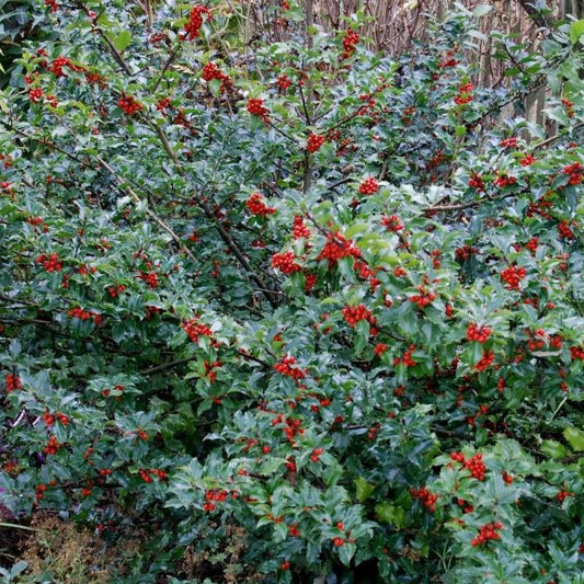 Ilex Meserveae Blue Princess - View 1 from www redcrocus com