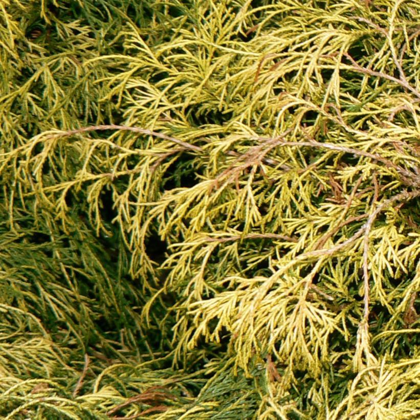 Chamaecyparis Pisifera 'filifera Aurea' - View 11 from www redcrocus com