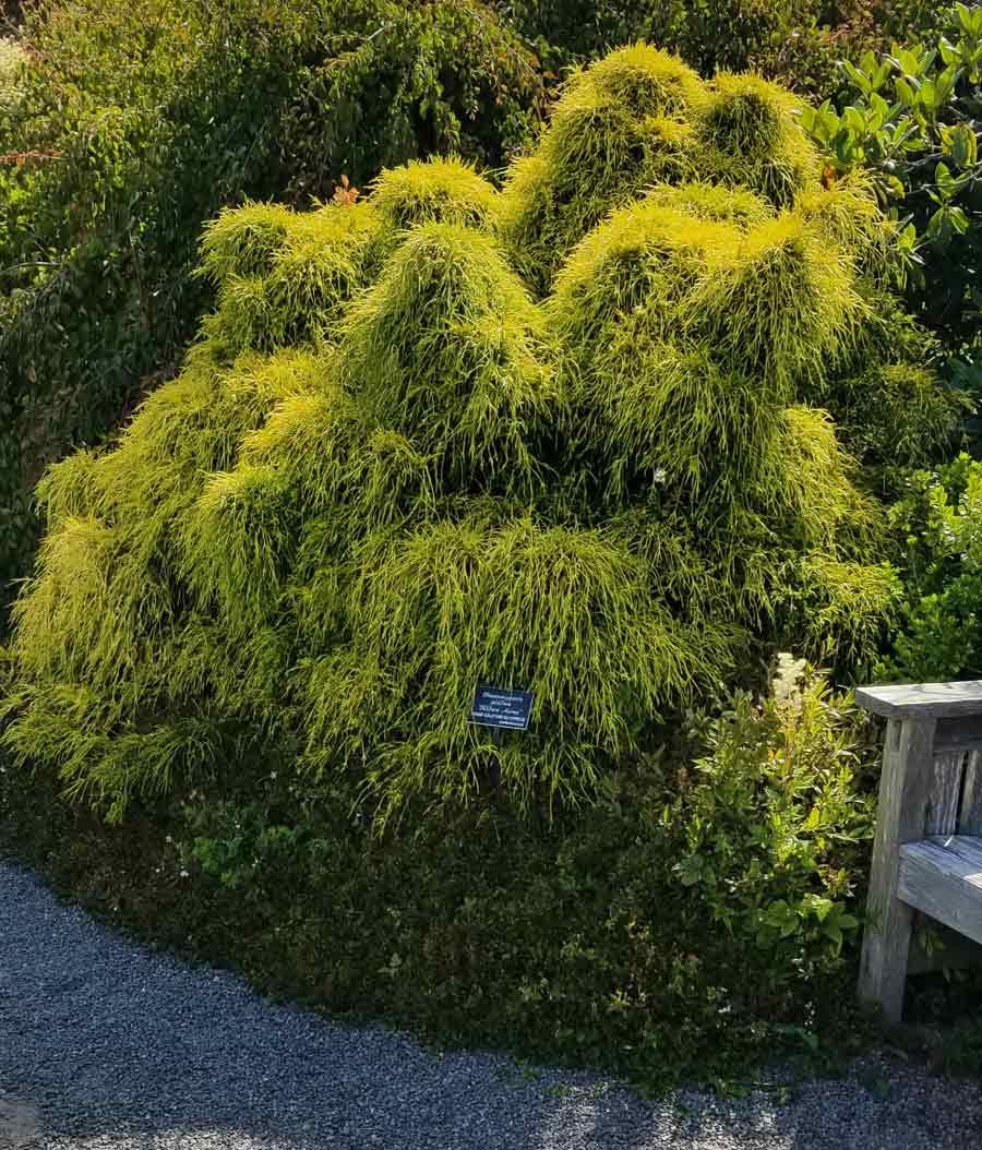 Chamaecyparis Pisifera 'filifera Aurea' - View 14 from www redcrocus com
