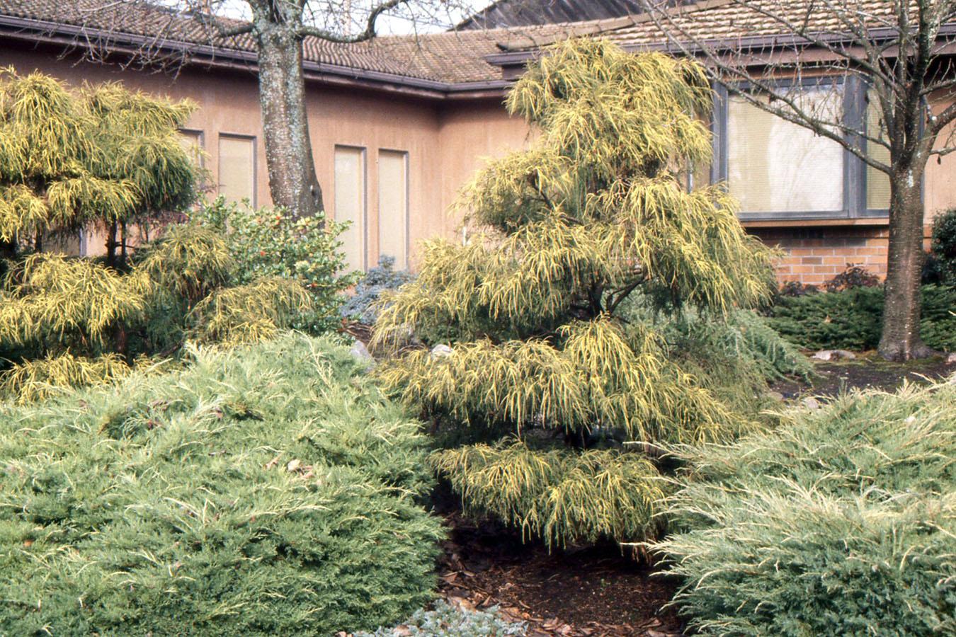 Chamaecyparis Pisifera 'filifera Aurea' - View 1 from www redcrocus com