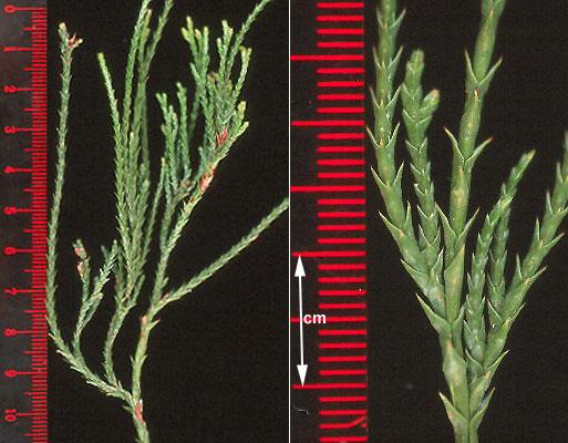 Chamaecyparis Pisifera 'filifera Aurea' - View 22 from www redcrocus com