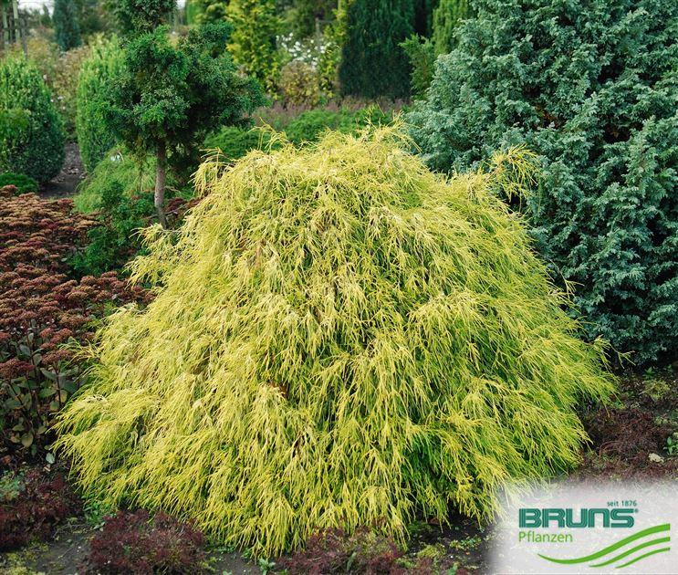 Chamaecyparis Pisifera 'filifera Aurea' - View 25 from www redcrocus com