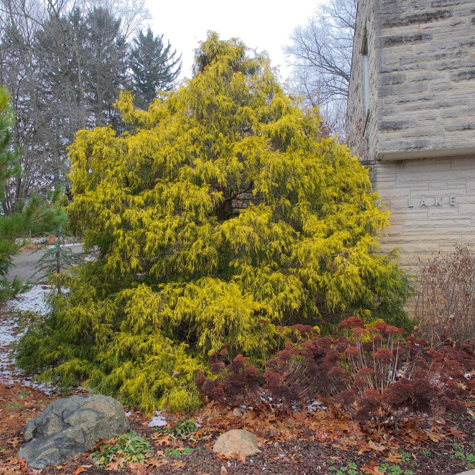 Chamaecyparis Pisifera 'filifera Aurea' - View 29 from www redcrocus com