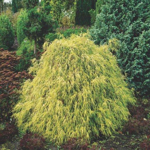 Chamaecyparis Pisifera 'filifera Aurea' - View 2 from www redcrocus com